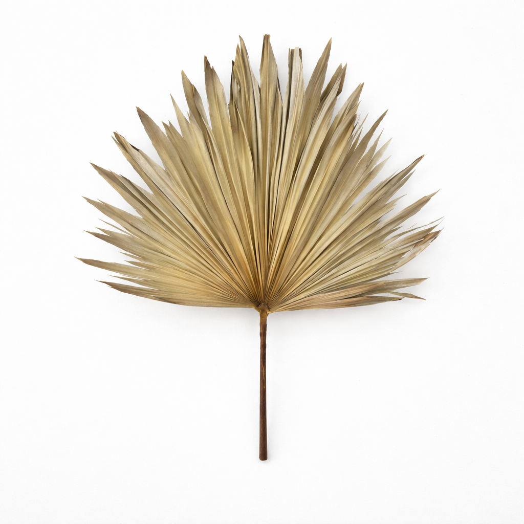 Large Fan Palm