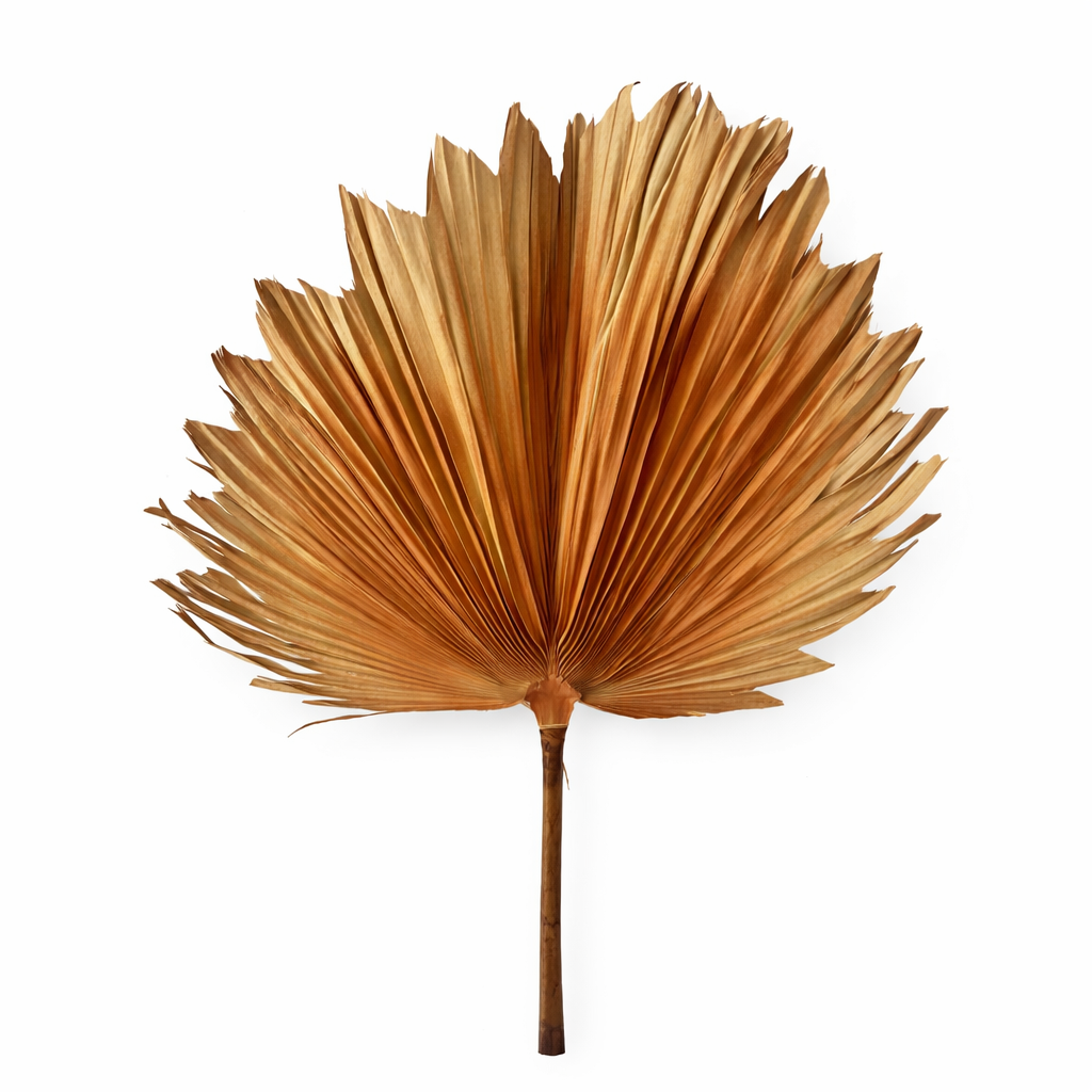 Large Fan Palm - Rust